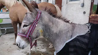 Esel in Graubünden von Wolf massiv verletzt