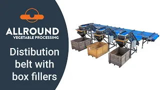 Distribution belt with box fillers | Allround Vegetable Processing