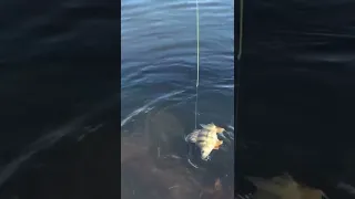 HUGE PIKE CHASING PERCH