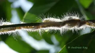 Processionary Caterpillars from Ecuador