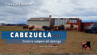 ENCIERRO CAMPERO DOMINGO #cabezuela 2023