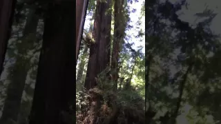 Redwoods in Santa Cruz Mountains CA
