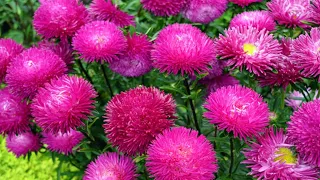 BE SURE TO SOW ASTERS THIS WAY NOW