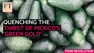 Mexico’s avocados: curbing the thirst of the country’s ‘green gold’ | FT Food Revolution
