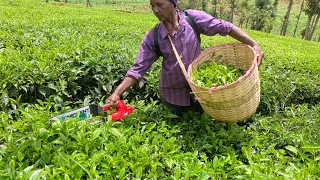 Tea Plucking Machines