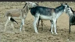 Donkey s Mating@Mp2 Animals