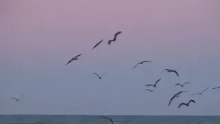 Чайки на фоне розового неба