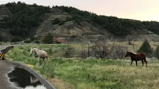 Wild Horses In Medora North Dakota