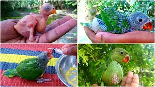 Growing Indian Ringneck Babies | Ringneck Parrot Growth Stages