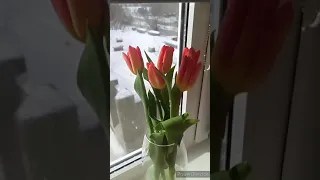 С 8 марта нас девочки🌷🌷🌷#shorts