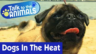 🐶 How To Help Your Dog In Hot Heat | Talk To The Animals