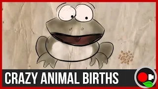 Crazy Animal Births