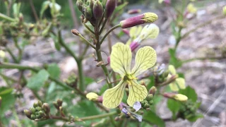 Wild radish (Raphanus raphanistrum) - 2017-04-29