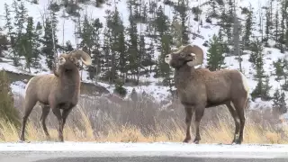 Battle of the Big Horns