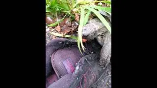 The Tortoise and the Shoe: A Love Story