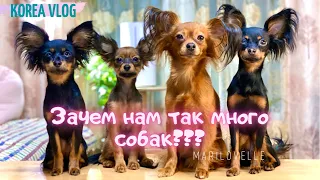 Зачем нам так много собак???/Планы на будущее/Собачьи магазины в Корее-ШОК!/KOREA VLOG