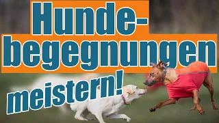 Hundebegegnungen - so kommst du entspannt an fremden Hunden vorbei. Hundetrainer Steve Kaye