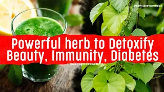 Powerful Herb to Detoxify, Beauty, Immunity, Diabetes, Fever, Respiration | Giloy for 12 problems