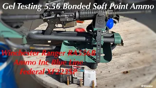 Gel Testing 5.56 & 223 Bonded Soft Point Ammo - Ranger RA556B, Ammo Inc Blue Line & Federal XF223SP