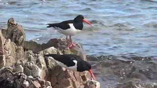 A pair of Oyster Catchers on the rocks at Findochty in Moray, Scotland on the 9th May 2024
