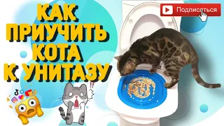 Как приучить кота к унитазу | How to teach a cat to go to the toilet