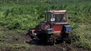 В Никифоровском районе уничтожили поле дикорастущей конопли