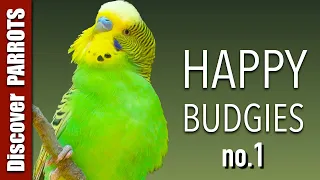 Happy Budgies 1 - Budgerigar Sounds to Play for Your Parakeets | Discover PARROTS