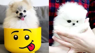 😍 Mini Pomeranian - Funny and Cute Pomeranian Puppies Videos Compilation #4