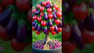 The apple and eggplant tree is a tree that grows in an amazing way, a tree that is 1 year old.