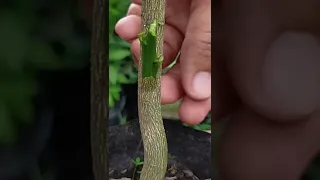 AMAZING CITRUS GRAFTING TECHNIQUE