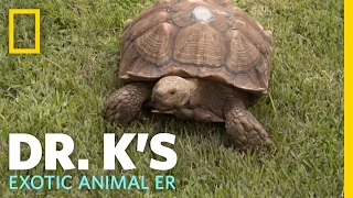 Testing the Tortoise Tracker | Dr. K's Exotic Animal ER