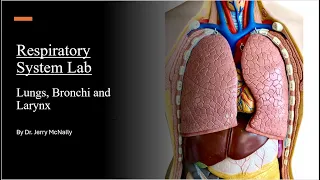 Respiratory System Lab Review