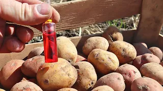 Опрыскайте этим картошку перед посадкой забудете о проволочнике и колорадском на весь сезон!