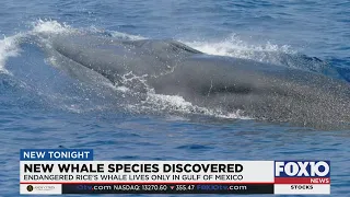 New whale species discovered in the Gulf of Mexico