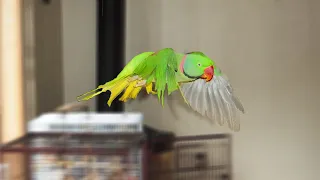 Alexandrine Parakeet | Trained to Fly on Cue