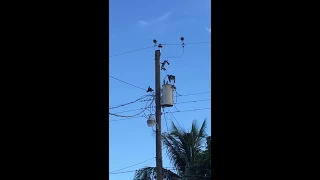 Bird electric