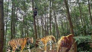 FULL VIDEO: 150 days of survival alone in the wilderness. Fight with ferocious tigers.