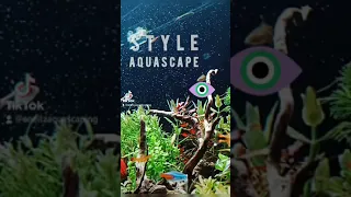 Dutch style planted aquarium tutorial  #aquascape #planted tank #viral