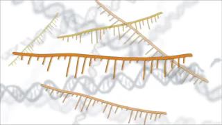 Fixing Genes with Antisense Oligonucleotides (ASOs)