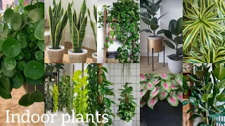 Balcony garden | Houseplant tour | Diy Garden Setup| Green corner in my balcony