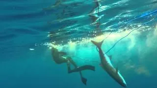Freedive Spearfishing Cobia and Mutton Snapper 11-2-13