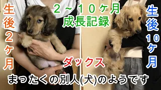 生後２～１０ヶ月成長記録  ミニチュアダックスフンド 生後１０カ月【ちゃんねるナッツ】vol.081