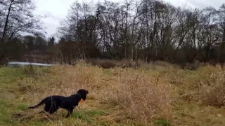 Gordon Setter, Bonni 24months, 23/12/16 flushing pheasants.