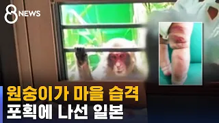 방충망도 뜯어내 사람 공격…원숭이 포획에 나선 일본 / SBS