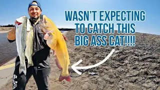 CA Aqueduct | Sardines Are The Ticket