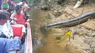 Awalnya Dikira Batang Pohon,Rombongan Wisatawan ini Terkejut Saat Tau itu Adalah Ular Raksasa