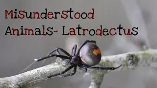 Misunderstood Animals- Latrodectus