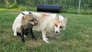 Foxes Jagger and Sophie wrestle