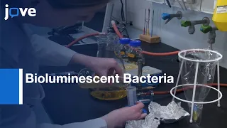 Cell Density and Light Emission Correlation in Bioluminescent Bacteria | Protocol Preview