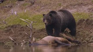 Grizzly Bear Elk Carcass Sequence | Yellowstone in 4K | Inspire Wild Media